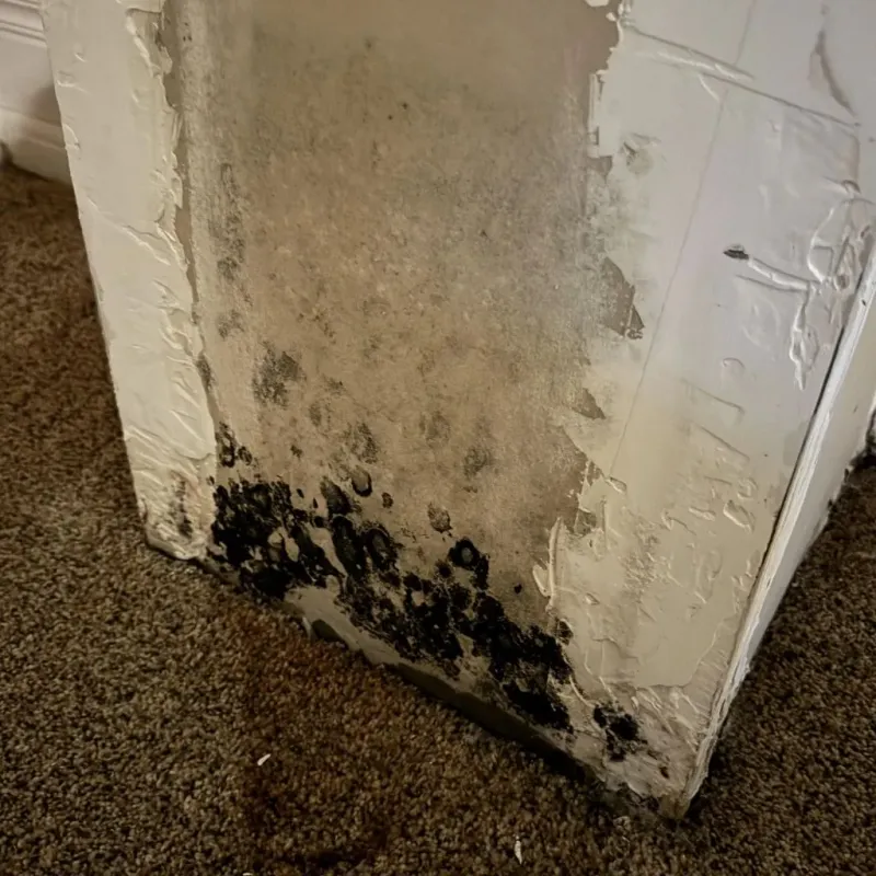 Professional Mold Removal in Hornsby Bend, TX